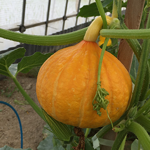 こだわりの旬の野菜カレンダー