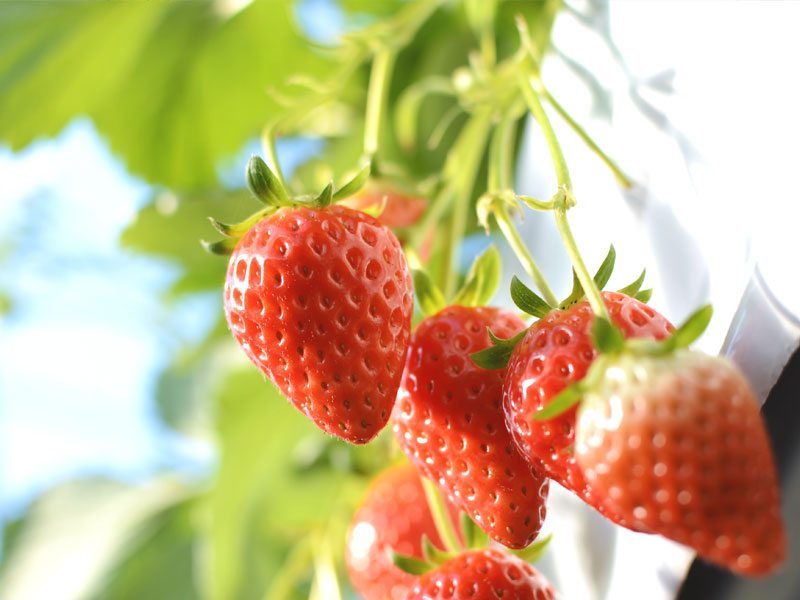 収穫体験の様子3